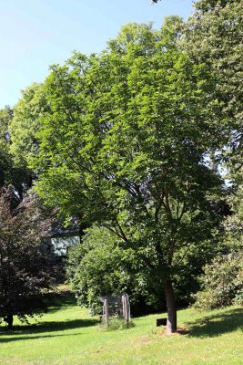 Fraxinus ornus - jasan manový (zimnář) - celek (31)